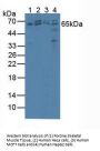 Protein Kinase, AMP Activated alpha 2 Antibody