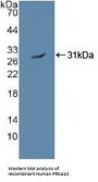 Protein Kinase, AMP Activated alpha 2 Antibody