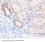 Glia Derived Nexin / GDN (SERPINE2) Antibody