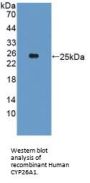 Cytochrome P450 26A1 (CYP26A1) Antibody