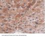 Cytochrome P450 26A1 (CYP26A1) Antibody