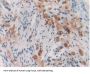 Cytochrome P450 26A1 (CYP26A1) Antibody