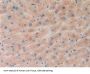Ephrin A5 (EFNA5) Antibody