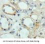 Ephrin A5 (EFNA5) Antibody
