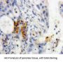 Regenerating Islet Derived Protein 3 Gamma (REG3g) Antibody