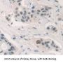 Forkhead Box Protein A1 Antibody