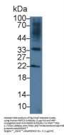 R-Spondin 3 (RSPO3) Antibody