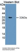 R-Spondin 3 (RSPO3) Antibody