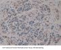 R-Spondin 3 (RSPO3) Antibody