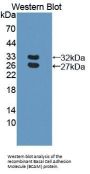 Basal Cell Adhesion Molecule (BCAM) Antibody