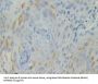 Basal Cell Adhesion Molecule (BCAM) Antibody