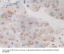 Basal Cell Adhesion Molecule (BCAM) Antibody