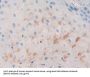 Basal Cell Adhesion Molecule (BCAM) Antibody