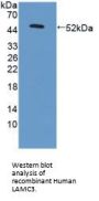 Laminin Gamma 3 (LAMC3) Antibody