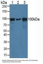 Catenin Alpha 1 (CTNNa1) Antibody