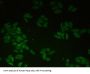 Catenin Alpha 1 (CTNNa1) Antibody