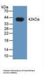 Heterogeneous Nuclear Ribonucleoprotein A1 (HNRPA1) Antibody