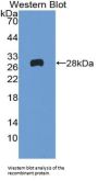 Reelin (RL) Antibody