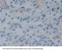 Reelin (RL) Antibody