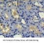 Vasopressin-Neurophysin 2-Copeptin (AVP) Antibody