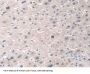Docking Protein 3 (DOK3) Antibody