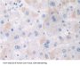 Adaptor Protein Phosphotyrosine Interaction PH Domain And Leucine Zipper Containing Protein 1 (APPL1) Antibody