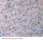 Adaptor Protein Phosphotyrosine Interaction PH Domain And Leucine Zipper Containing Protein 1 (APPL1) Antibody
