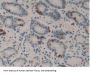 Nei Endonuclease VIII Like Protein 1 (NEIL1) Antibody