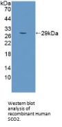 SCO Cytochrome Oxidase Deficient Homolog 2 (SCO2) Antibody