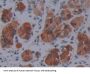 SCO Cytochrome Oxidase Deficient Homolog 2 (SCO2) Antibody