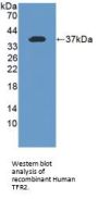 Transferrin Receptor Protein 2 (TFR2) Antibody