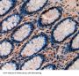 Transferrin Receptor Protein 2 (TFR2) Antibody