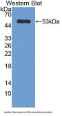 Chymotrypsin Like Elastase Family Member 1 (CELA1) Antibody