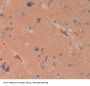 Chymotrypsin Like Elastase Family Member 1 (CELA1) Antibody