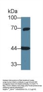 G Protein alpha 11 Antibody
