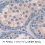 G Protein alpha 11 Antibody