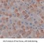 Guanylate Cyclase 1 Beta 3 (GUCY1b3) Antibody