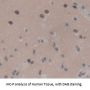 LIM Domain Binding Protein 1 (LDB1) Antibody