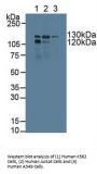 Polymerase DNA Directed Gamma 1 (POLg1) Antibody