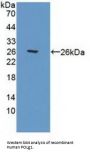 Polymerase DNA Directed Gamma 1 (POLg1) Antibody