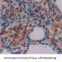 Polymerase DNA Directed Gamma 1 (POLg1) Antibody