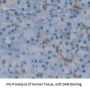 Tetraspanin 1 (TSPAN1) Antibody