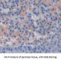 Cysteine Rich Secretory Protein 3 (CRISP3) Antibody
