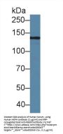 Hephaestin (HEPH) Antibody