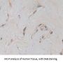 Hephaestin (HEPH) Antibody
