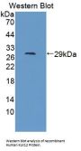 Kallikrein 12 Antibody