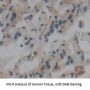 TANK Binding Kinase 1 (TBK1) Antibody