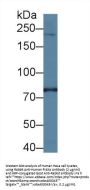 Phosphatidylinositol-4-Kinase Catalytic Alpha (PI4Ka) Antibody