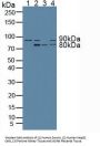 Aryl Hydrocarbon Receptor Nuclear Translocator (ARNT) Antibody