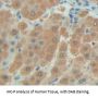 Family With Sequence Similarity 20, Member A (FAM20A) Antibody